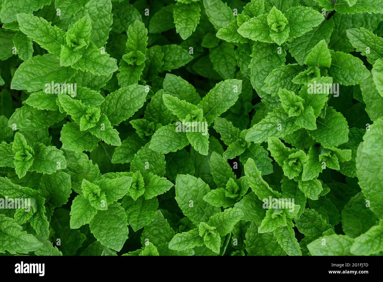 Frische Minze Pflanzen, Natur Hintergrund Stockfoto