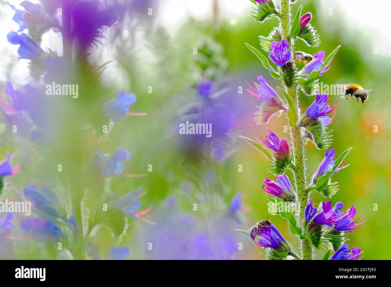 Gemeine Viperbugloss (Echium vulgare) mit Feldbummel (Bombus pascuorum), fliegen, sammeln, bestäuben, Naturgarten der Natur Stockfoto