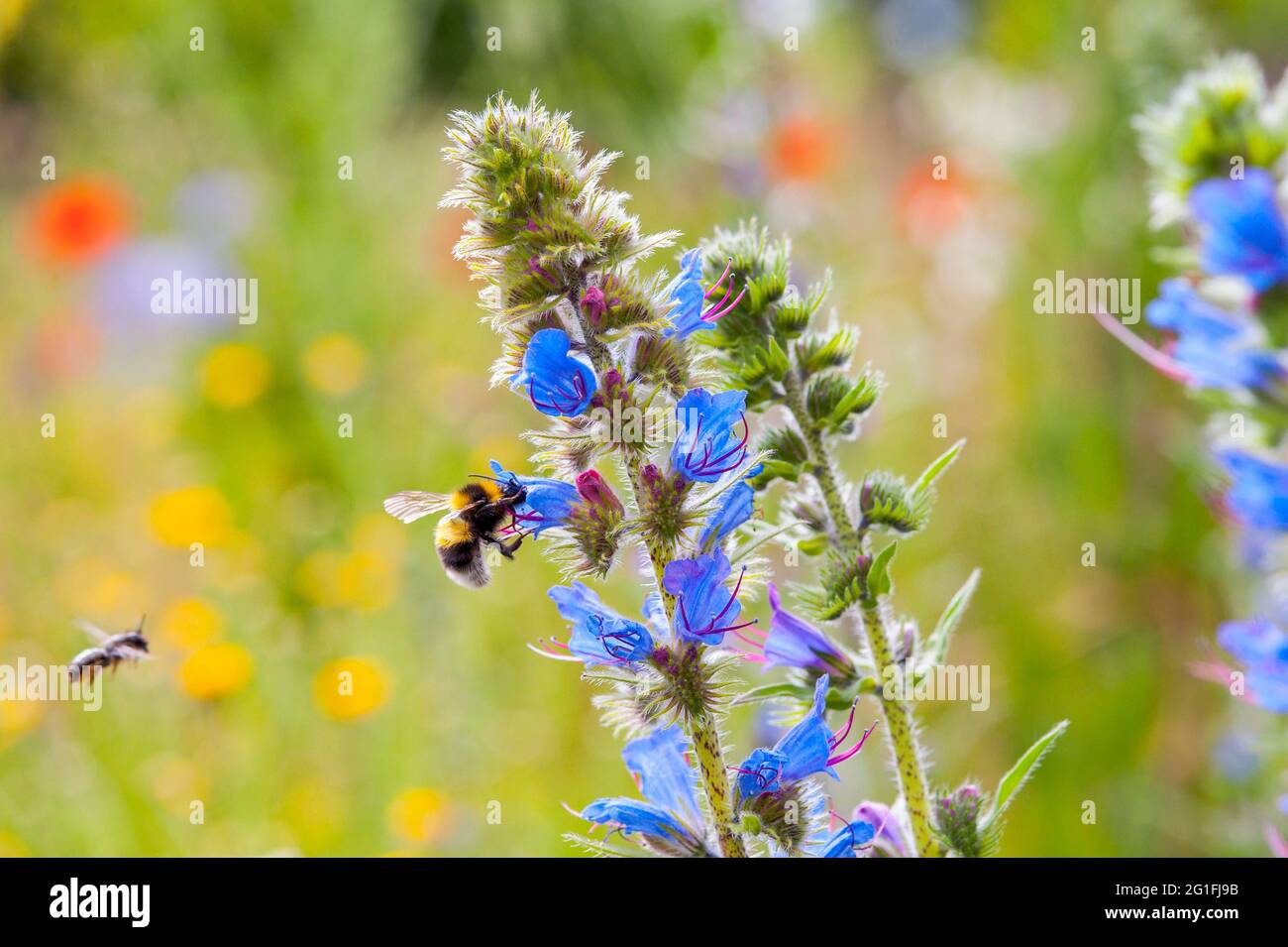 Gemeine Viper-Käfer (Echium vulgare) mit Wildbiene Rote Maurerbiene (Osmia bicornis) und Gartenhummel (Bombus hortorum), fliegen, sammeln Stockfoto