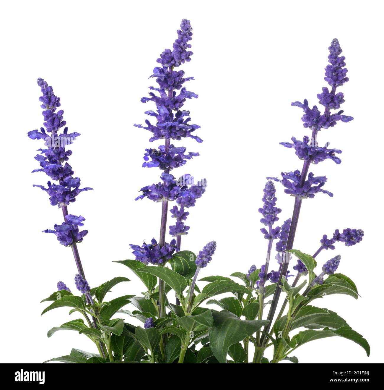 Salvia farinacea mit Blumen auf weißem Hintergrund Stockfoto