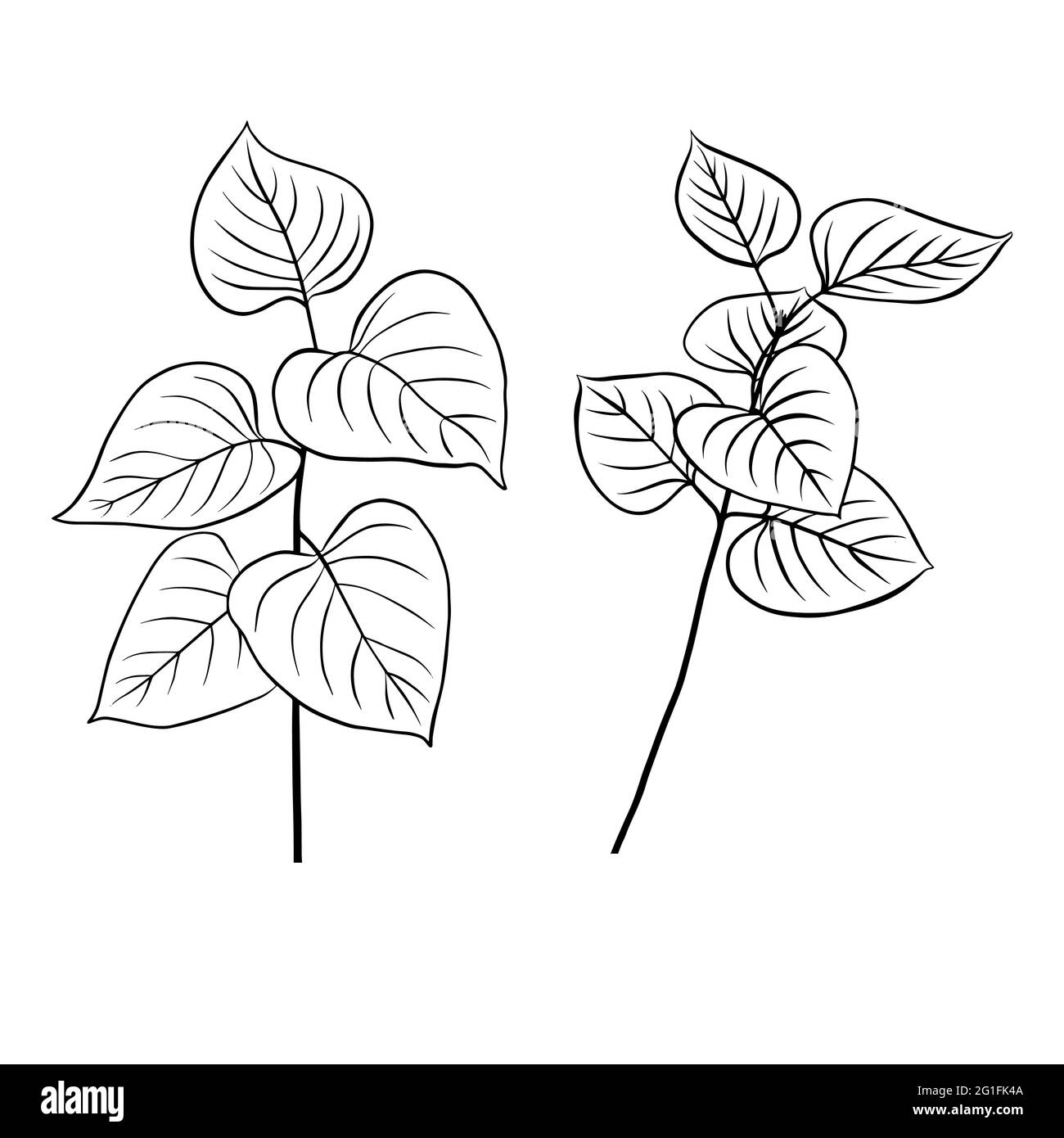 Umrisse von Fliederblättern. Ein Satz von vektorisolierten Cliparts. Minimales monochromes, handgezeichnetes botanisches Design. Stock Vektor