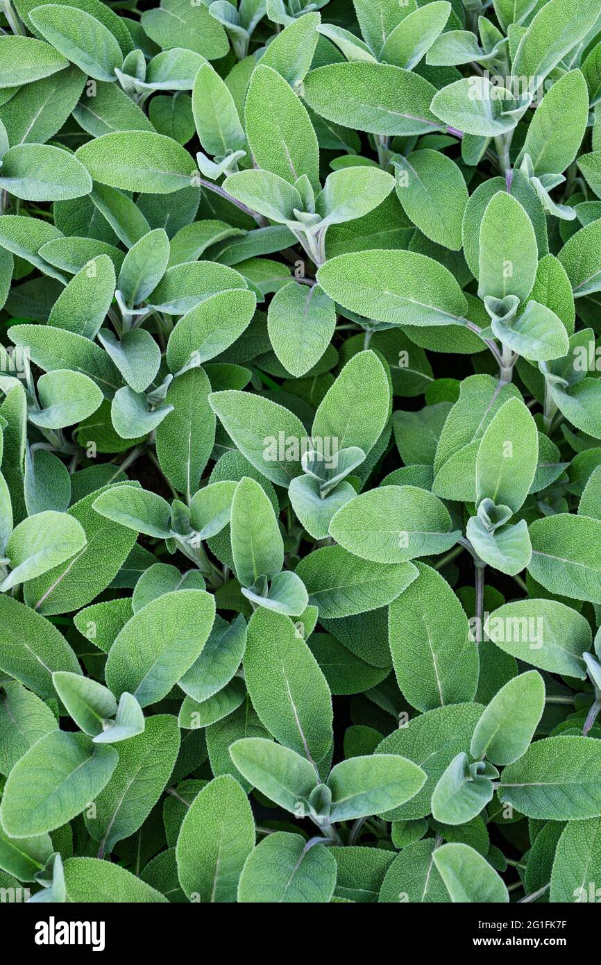 Salbeipflanzen (Salvia officinalis) Hintergrund Stockfoto