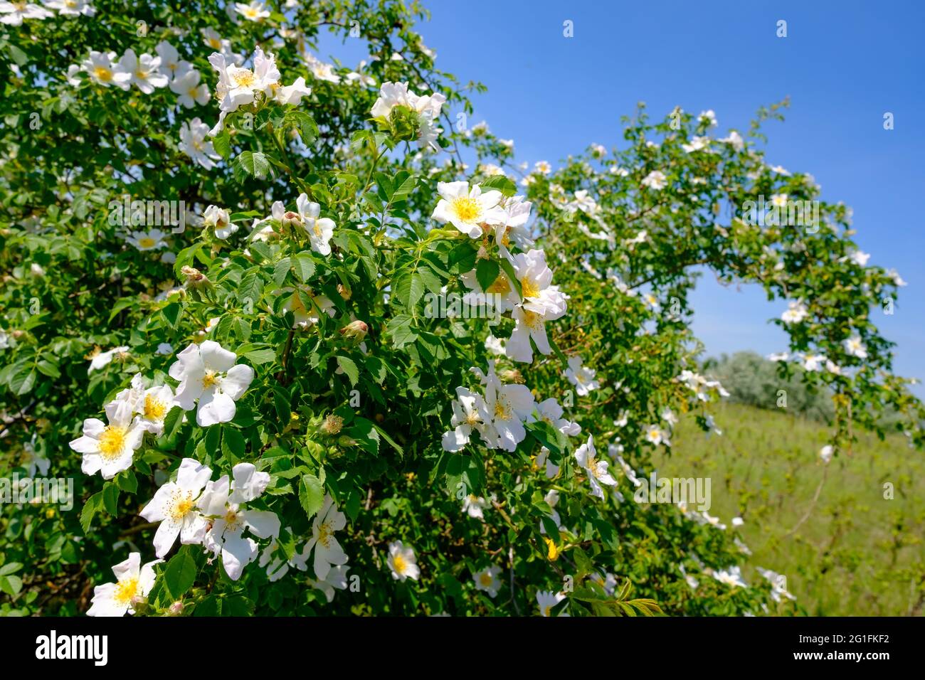 Wildrose, rosa canina bei illmitz im österreichischen Nationalpark neusiedler See, seewinkel Stockfoto