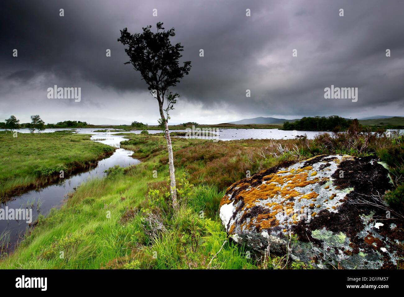 Loch na Stainge und Loch Ba, Lochs, Baum, Glen Coe Valley, Highlands, Highland, Schottland, Großbritannien Stockfoto