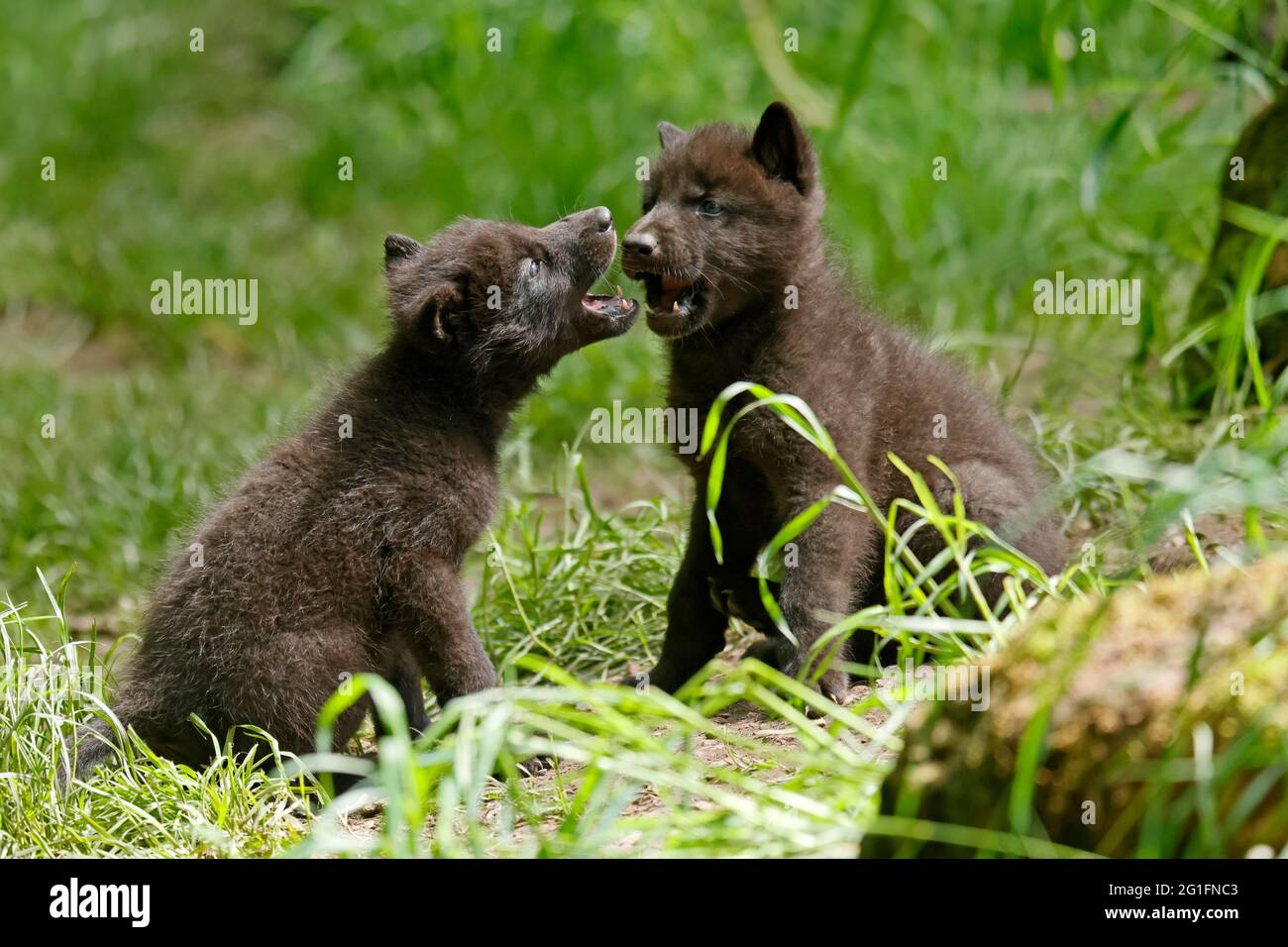 Timberwolf, amerikanischer Wolf (Canis lupus occidentalis), gefangen, Welpen in den, Deutschland Stockfoto