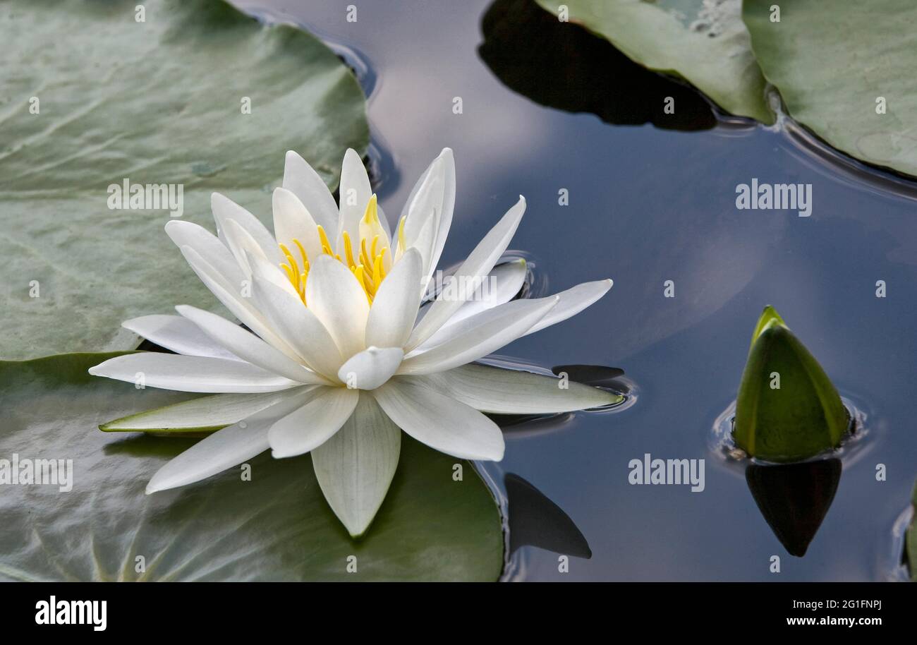Weiße Seerose (lilium), albus aqua, Russland Stockfoto
