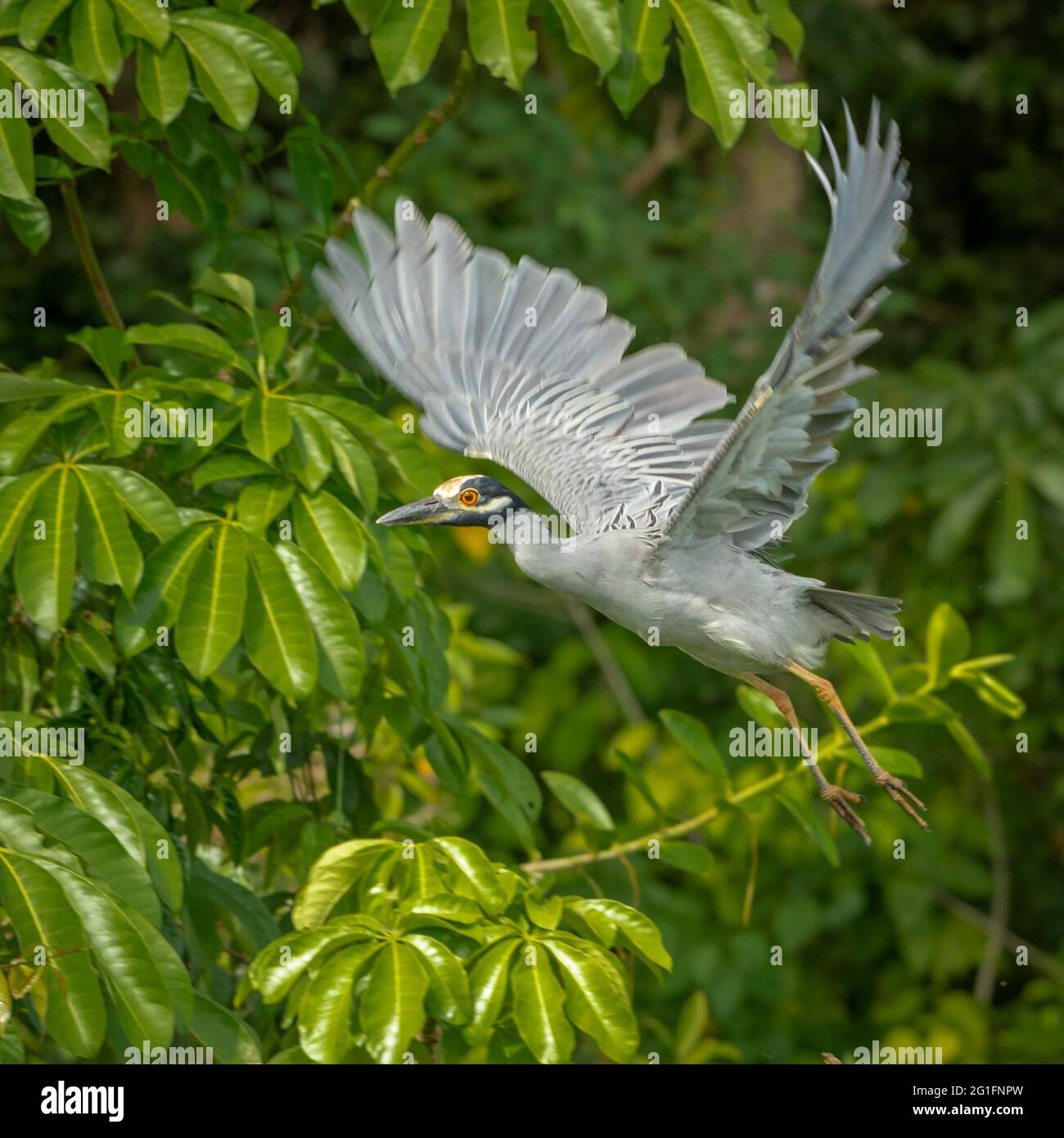 Gelber Nachtreiher (Nyctanassa violacea) beim Start, Tortuguero National Park, Aninga Lodge, Mittelamerika, Costa Rica Stockfoto