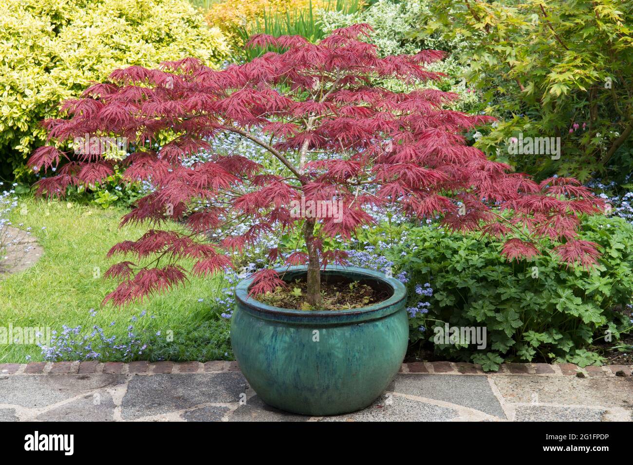 Acer palmatum dissectum Granat, japanischer Ahorn, in einem grünen Topf auf  einer Gartenterrasse, lila Burgundy Blätter, Frühling, Mai, Großbritannien  Stockfotografie - Alamy