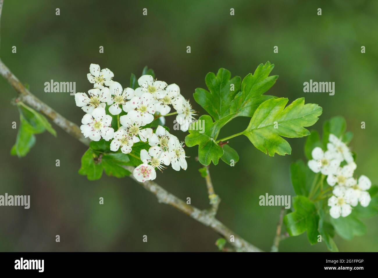 Weißdorn, Crataegus monogyna, Maiblüte, Blumen, Mai, VEREINIGTES KÖNIGREICH. Mayflower Stockfoto