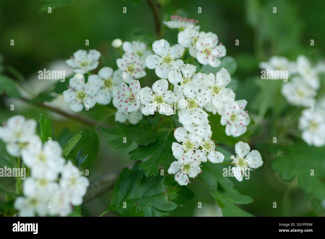 Weißdorn, Crataegus monogyna, Maiblüte, Blumen, Mai, VEREINIGTES KÖNIGREICH. Mayflower Stockfoto