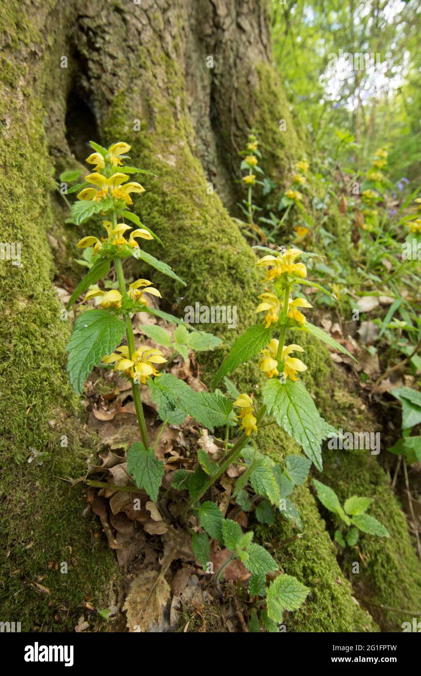 Gelber Erzengel, Lamium galeobdolon, Lamium luteum, Weaselschnauze, Weaselschnauze, Mai, Großbritannien Stockfoto