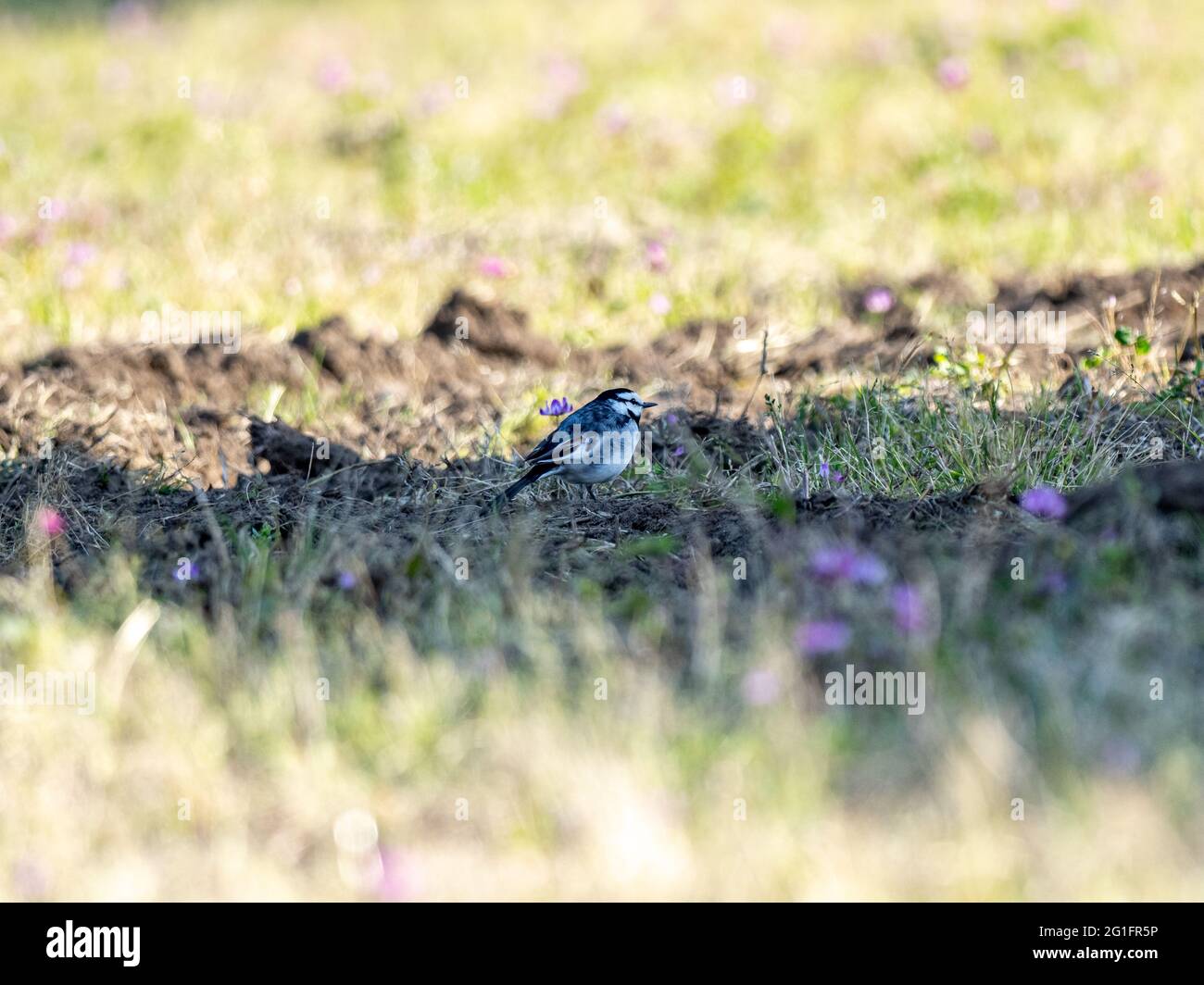 Auf dem Boden stehend steht ein schwarzer Wagtail (Motacilla alba lugens) Stockfoto