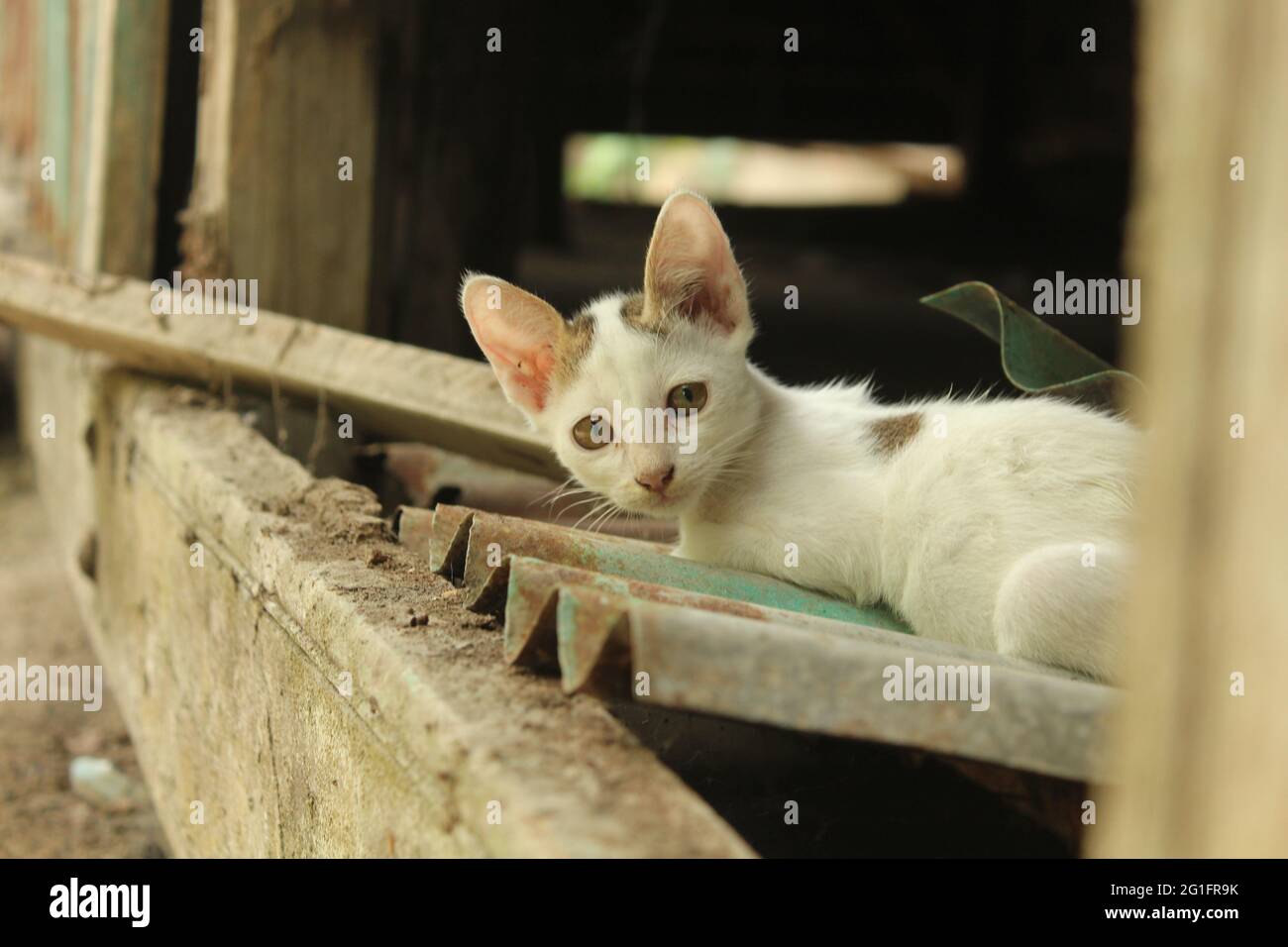 Schöne Kätzchen, lustige weiße Katze Bild, Hauskatze Stockfoto