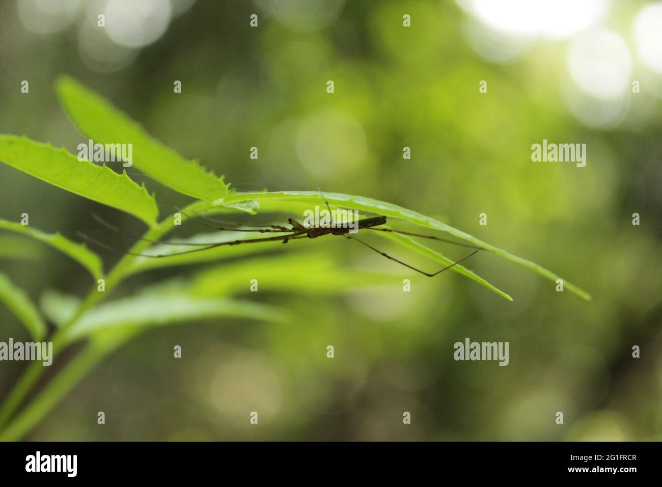 Asiatische Spinne unter dem Baum Blätter in der Natur, neue Spinne Stock Bild Stockfoto