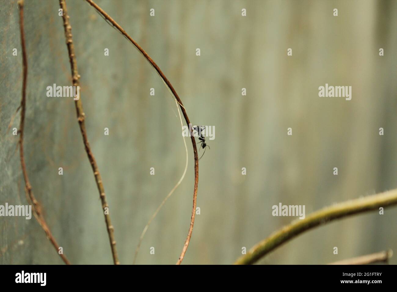 Schwarze Ameise oder Hymenoptera, Formica in der Natur, neue Ameise Stock Bild, wie Sie benötigen Stockfoto
