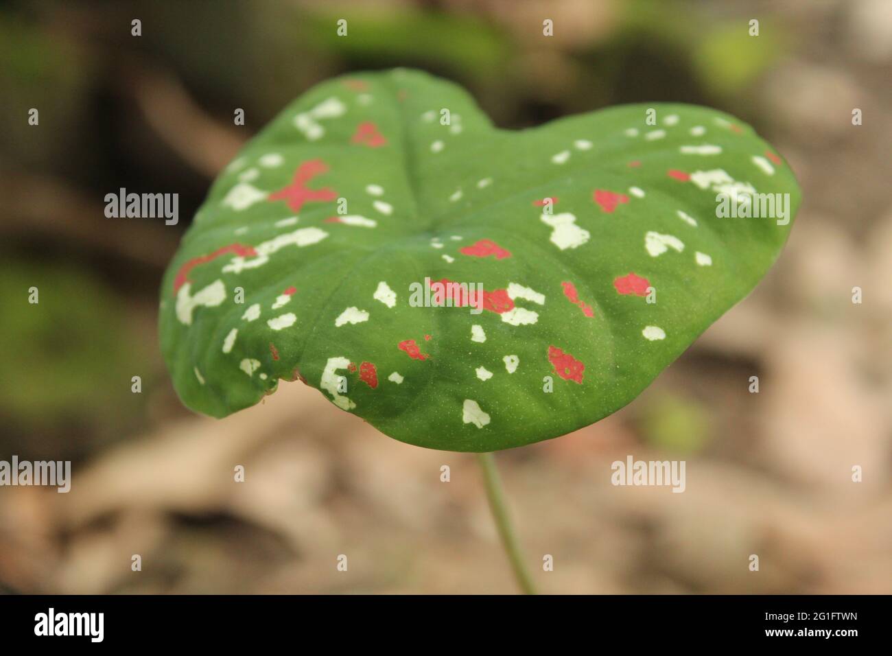 Bunte gepunktete Taro-Blätter in nature.best Taro-Pflanzen Stock Bild  Stockfotografie - Alamy