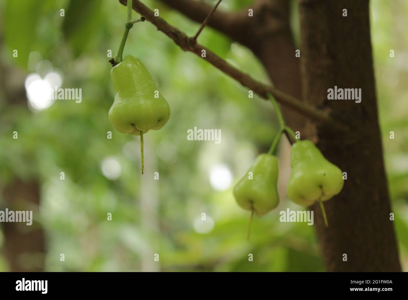 Java Apfelfrüchte auf Baumzweig, java Apfelpflanzen Stockfoto