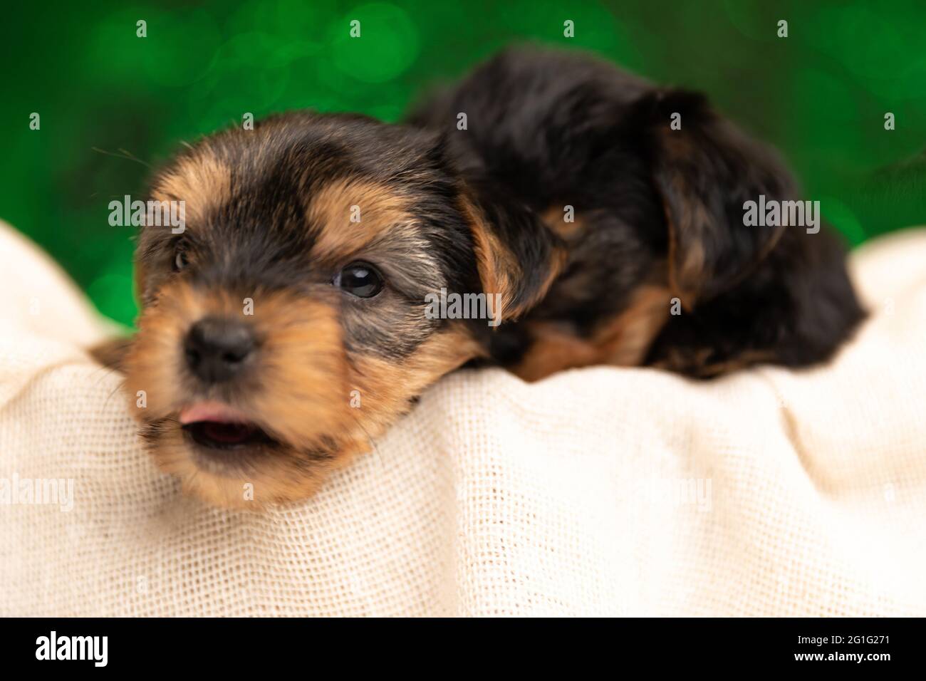 Zwei yorkshire Terrier Hunde schlafen im Rücken und ragen aus der Zunge auf grünem Hintergrund Stockfoto