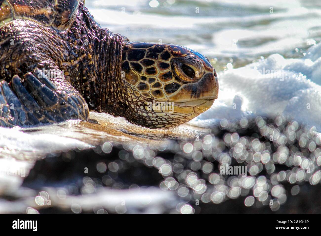 Die grüne Meeresschildkröte (Honu) tritt wieder in die Brandung ein. Stockfoto