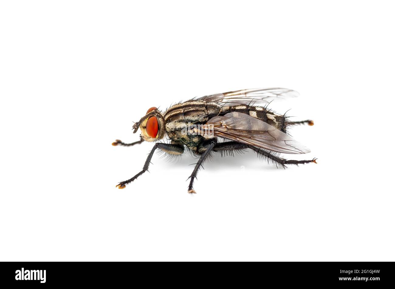 Diptera Fly Insect isoliert auf weißem Hintergrund Stockfoto
