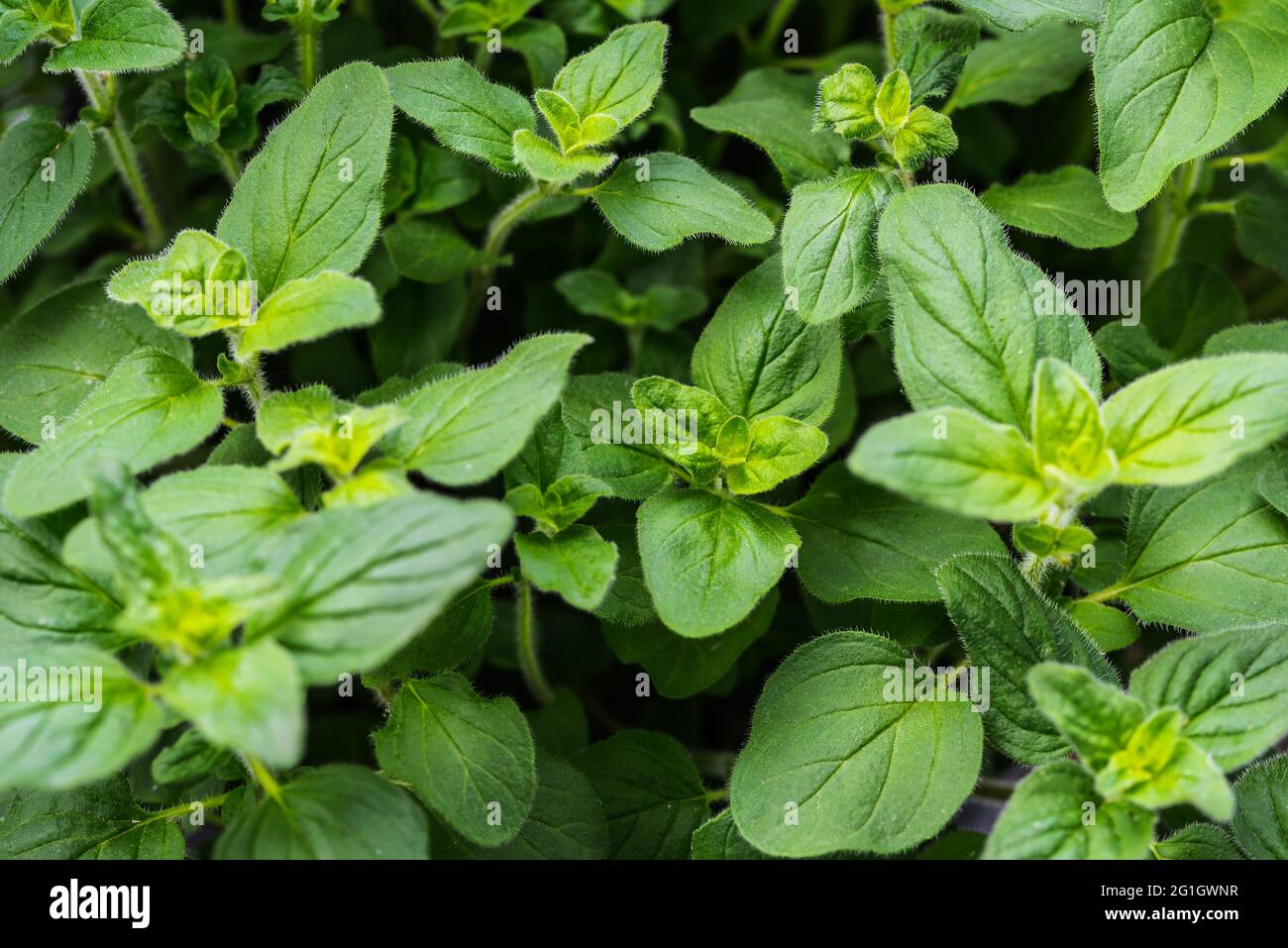 Nahaufnahme von frischen grünen Blättern der Oranganopflanze, mediterraner Kräuter im Vollformat Stockfoto