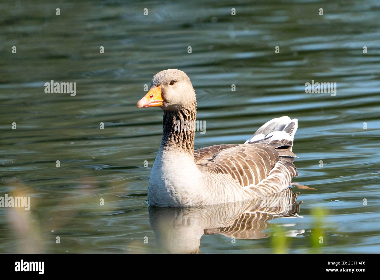 Reiherenten Stockfoto