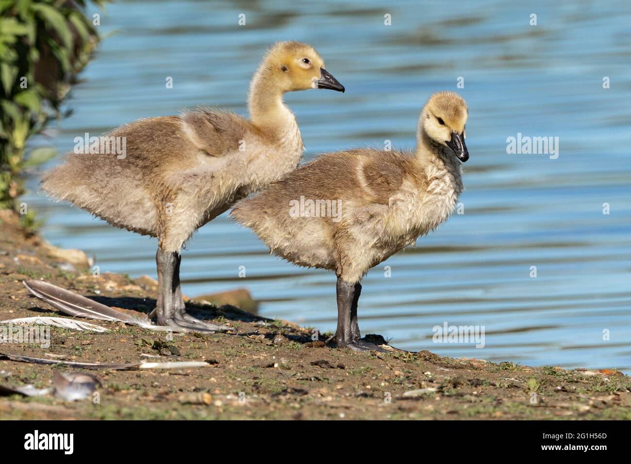 Reiherenten Stockfoto