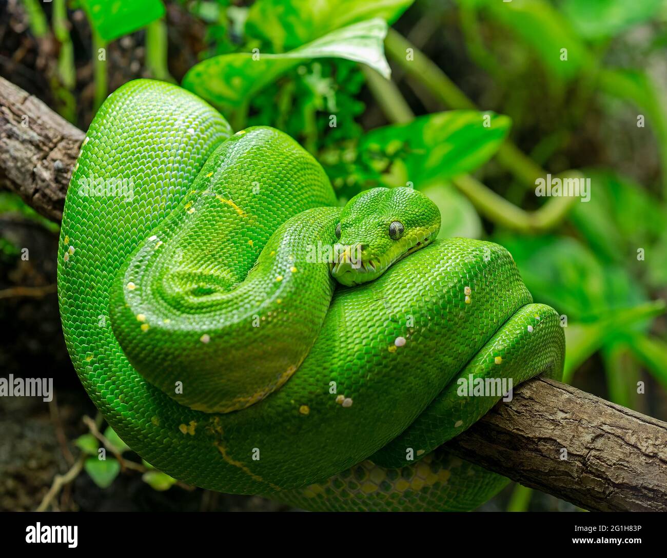 Nahaufnahme eines Green Tree python (Morelia viridis) Stockfoto