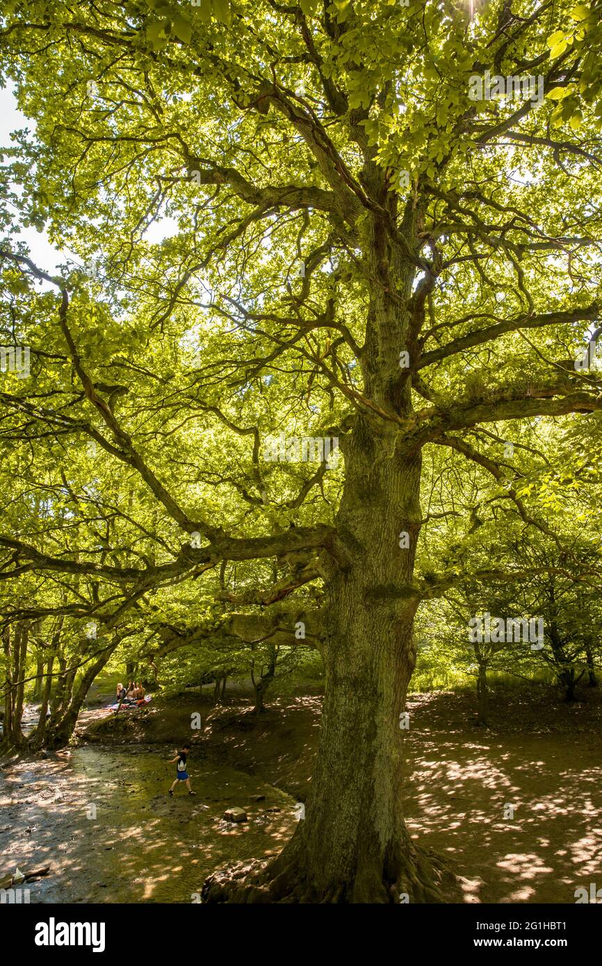 Alte Eiche am Muttenbach im Muttental bei Witten-Bommern, Bergwanderweg, Witten, Nordrhein-Westfalen, Deutschland. alte Stockfoto