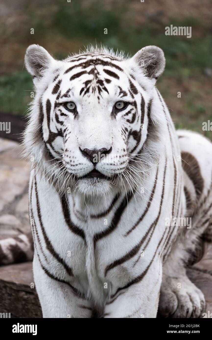 Vertikale Nahaufnahme eines schönen weißen Tigers Stockfoto