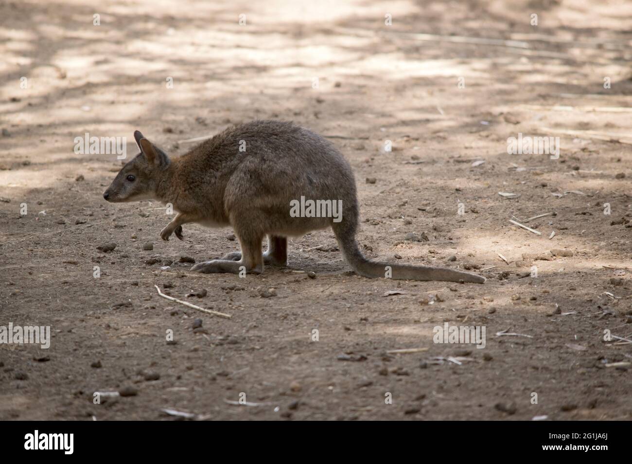 Das rothalsige Pademelon ist ein kleines Beuteltier aus der Kängurufamilie Stockfoto