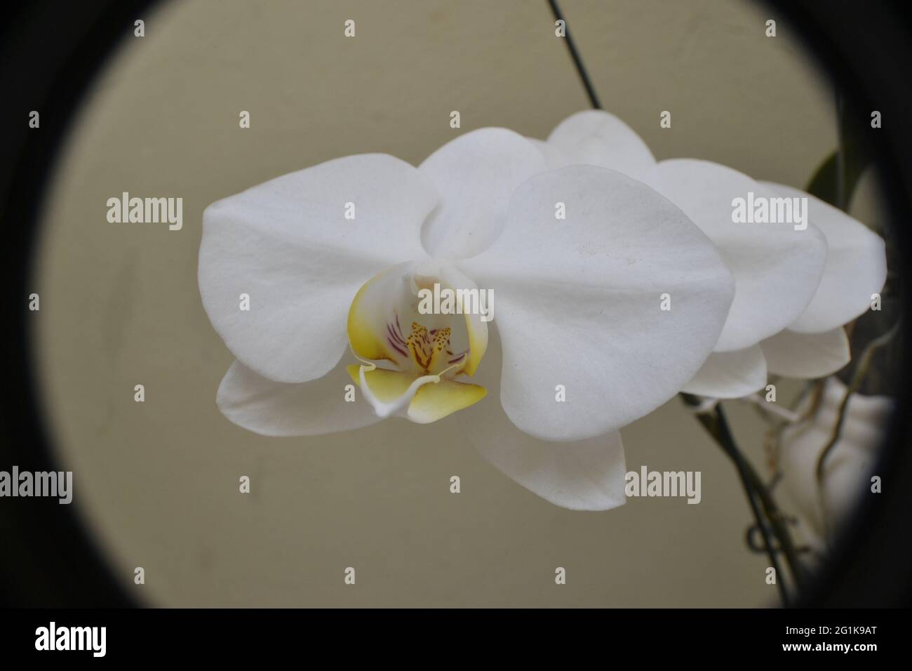 Orchidee. Weiße Orchidee im Hausgarten mit weißen Blütenblättern und Knospen zu öffnen mit weißem Hintergrund, Brasilien, Südamerika in schwarzem Rahmen Stockfoto