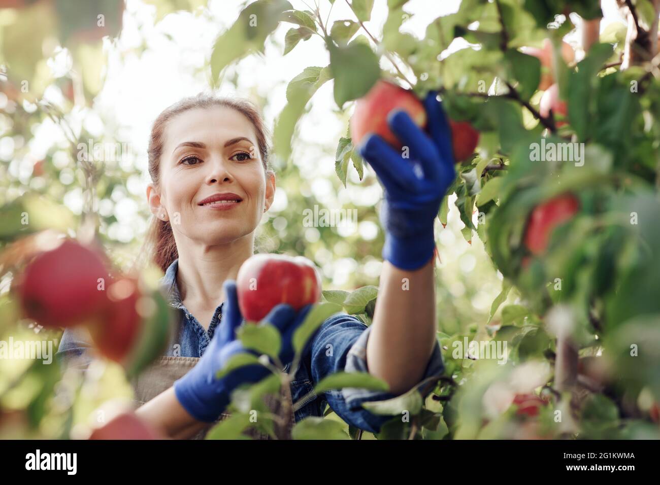 Fröhliche junge attraktive Dame Bauer in Handschuhen pflückt rote Bio-Äpfel aus Baum mit grünen Blättern Stockfoto