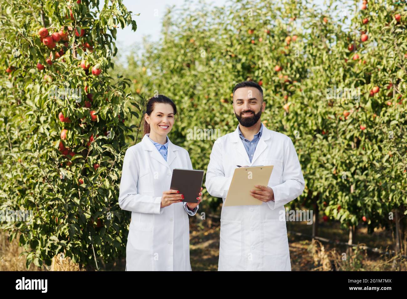 Zwei Spezialisten arbeiten auf dem Obsthof und sammeln Daten Stockfoto