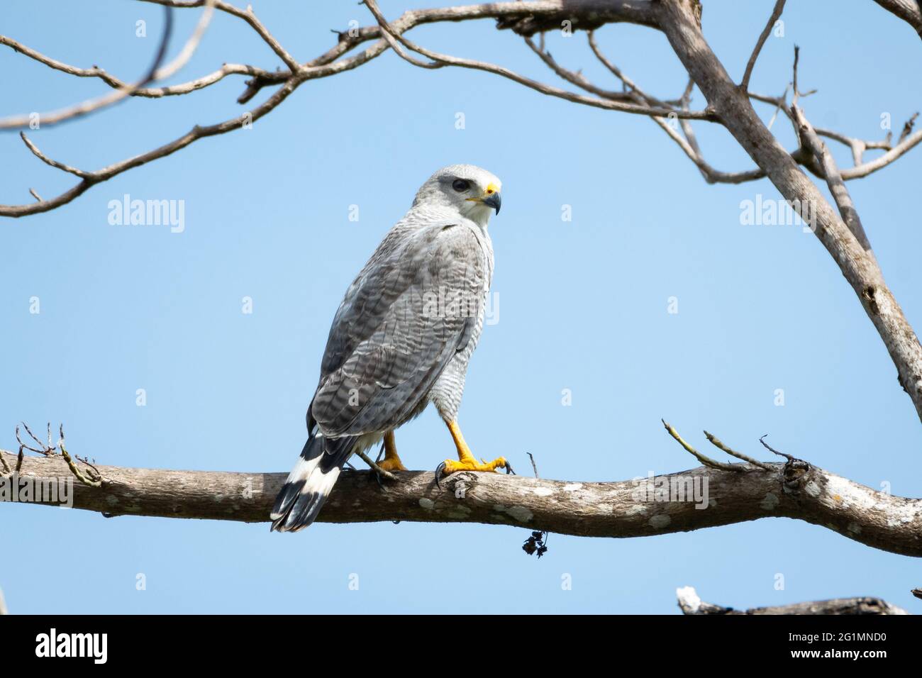 Ein grau gesäumter Hawk, der in einem Baum mit blauem Himmel auf die Kamera blickt. Raptor in freier Wildbahn. Greifvögel. Wildtiere Stockfoto