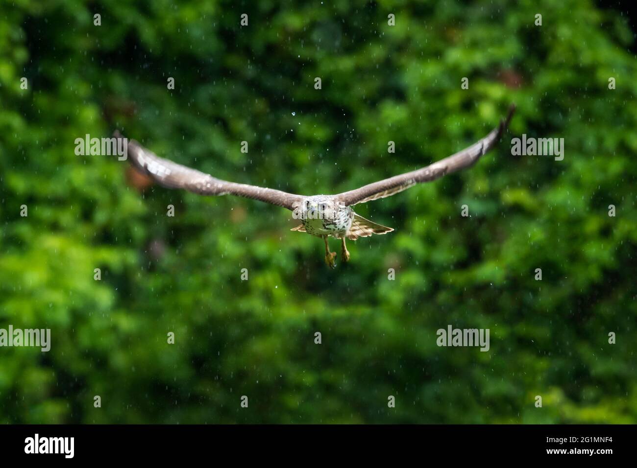 Ein juveniler Breitflügeliger Hawk (Buteo platypterus) im Flug an einem regnerischen Tag im Wald. Raptor in der Höhe. Jagd nach Raubvögeln. Tierwelt in der Natur. Stockfoto