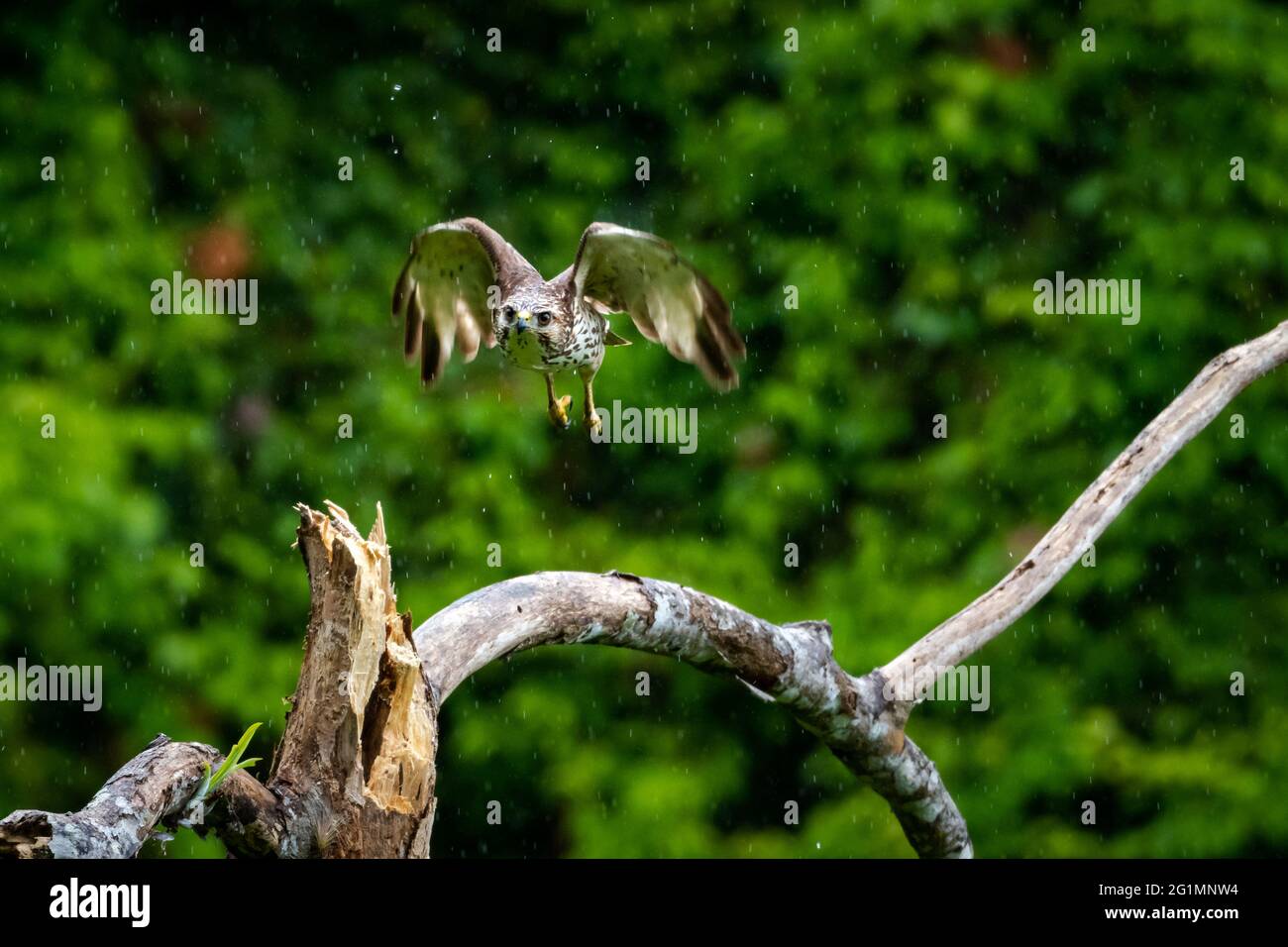 Ein juveniler Breitflügeliger Hawk (Buteo platypterus) im Flug an einem regnerischen Tag im Wald. Raptor in der Höhe. Jagd nach Raubvögeln. Tierwelt in der Natur. Stockfoto