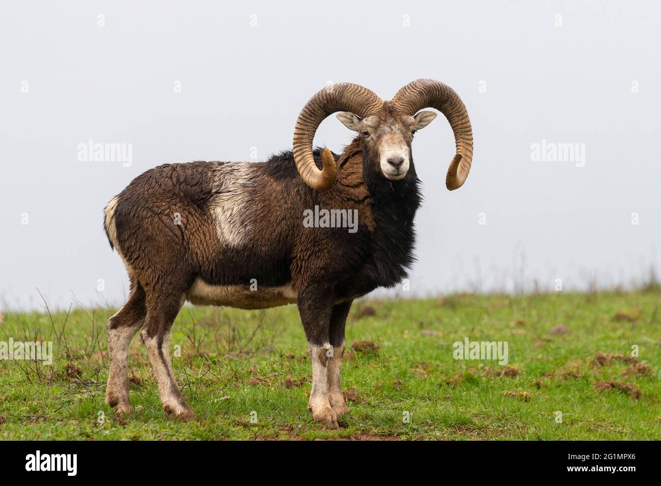 Frankreich, Haute Saone, Privatpark, Mouflon Rams (Ovis ammon musimon), ein Männchen auf einer Wiese Stockfoto