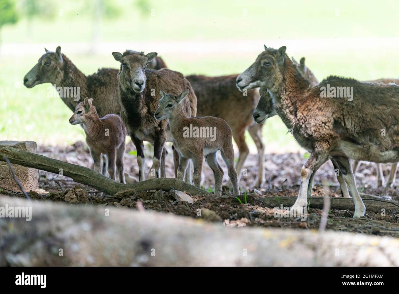 Frankreich, Haute Saone, Privatpark, Mouflon Rams (Ovis ammon musimon), Mutter und Baby im Wald Stockfoto