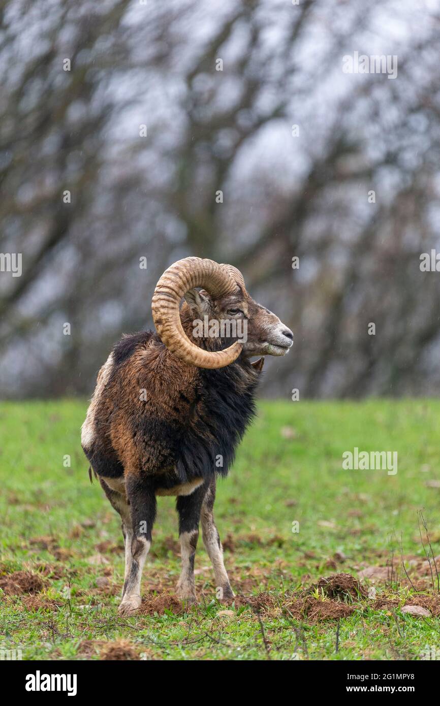 Frankreich, Haute Saone, Privatpark, Mouflon Rams (Ovis ammon musimon), ein Männchen auf einer Wiese Stockfoto
