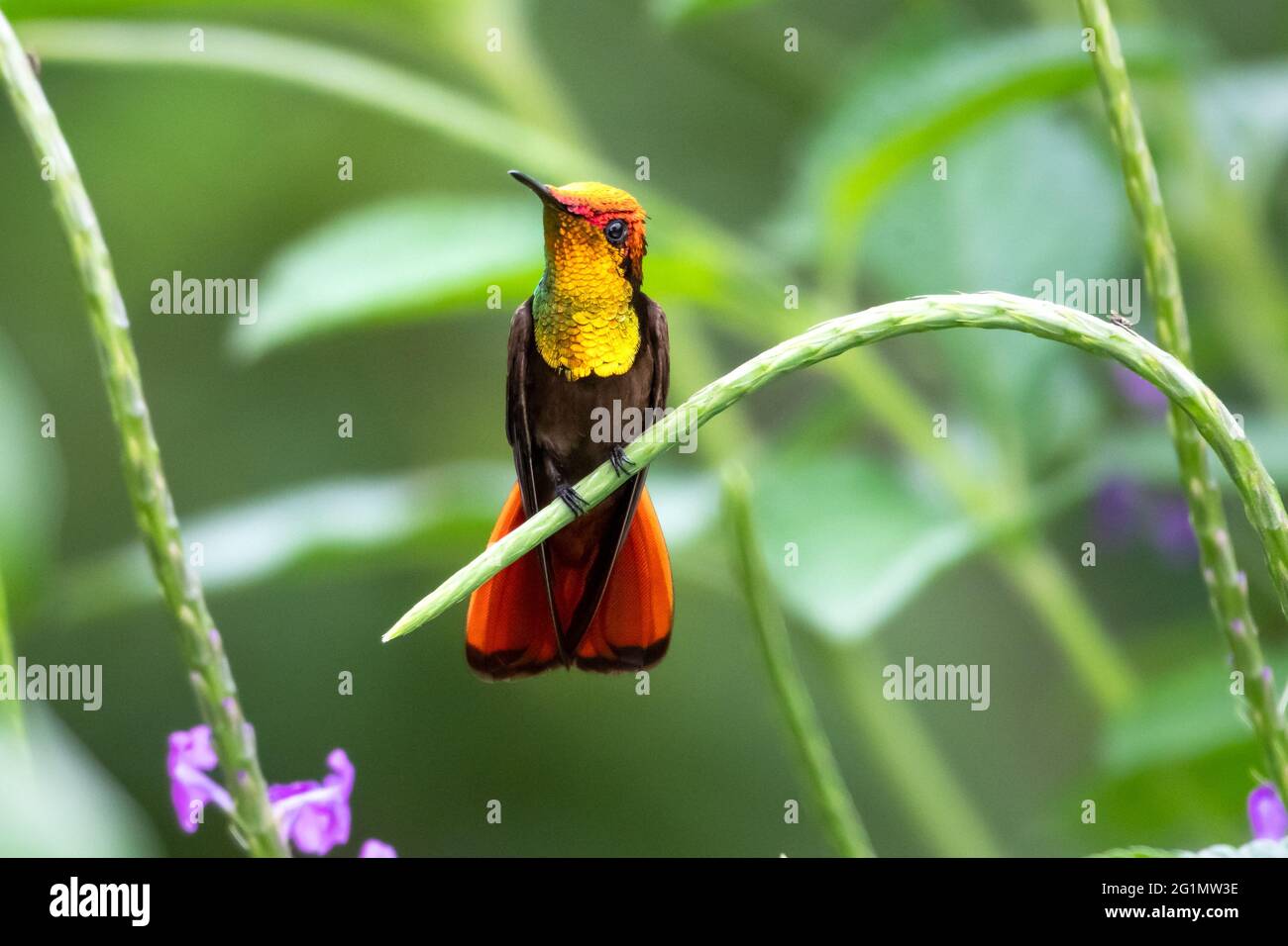 Ein Ruby Topaz Kolibri (Chrysolampis mosquitus), der in einer Vervain-Pflanze steht. Vogel im Garten. Tropischer Vogel, kleiner Vogel in der Natur. Stockfoto