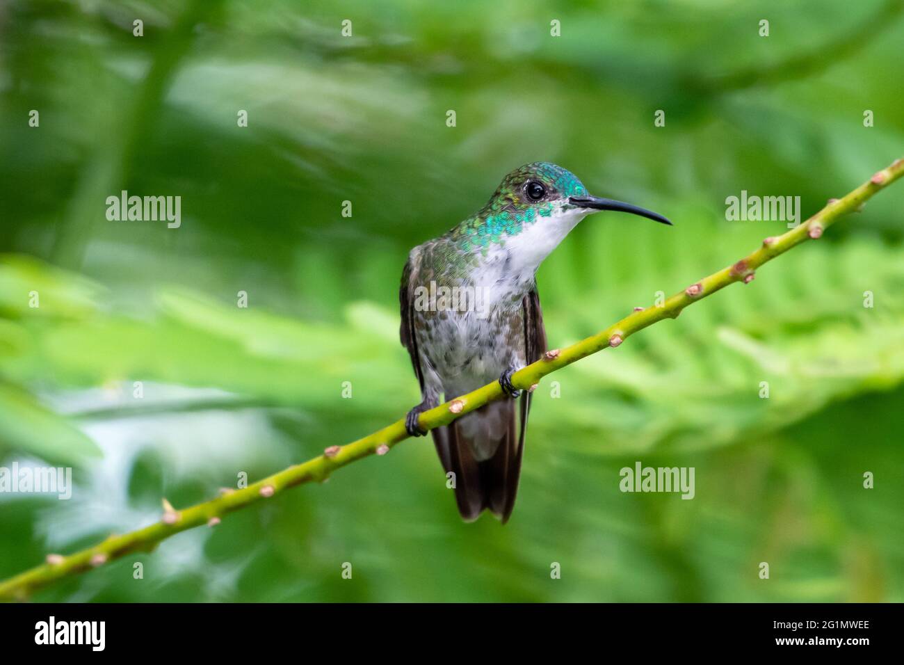 Ein Smaragd-Kolibri mit weißem Chested (Amazilia brevirostris), der im Hintergrund unscharfe Blätter hat. Tropischer Vogel im Garten. Kleiner Vogel. Stockfoto