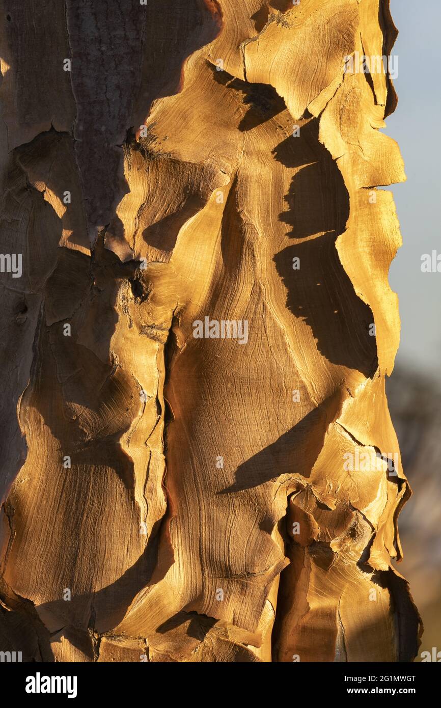 Namibia, Karas-Region, Keetmanshoop, Gariganus-Farm, Quivertree-Wald oder Köcherbaum (Aloidendron dichotomum) Stockfoto