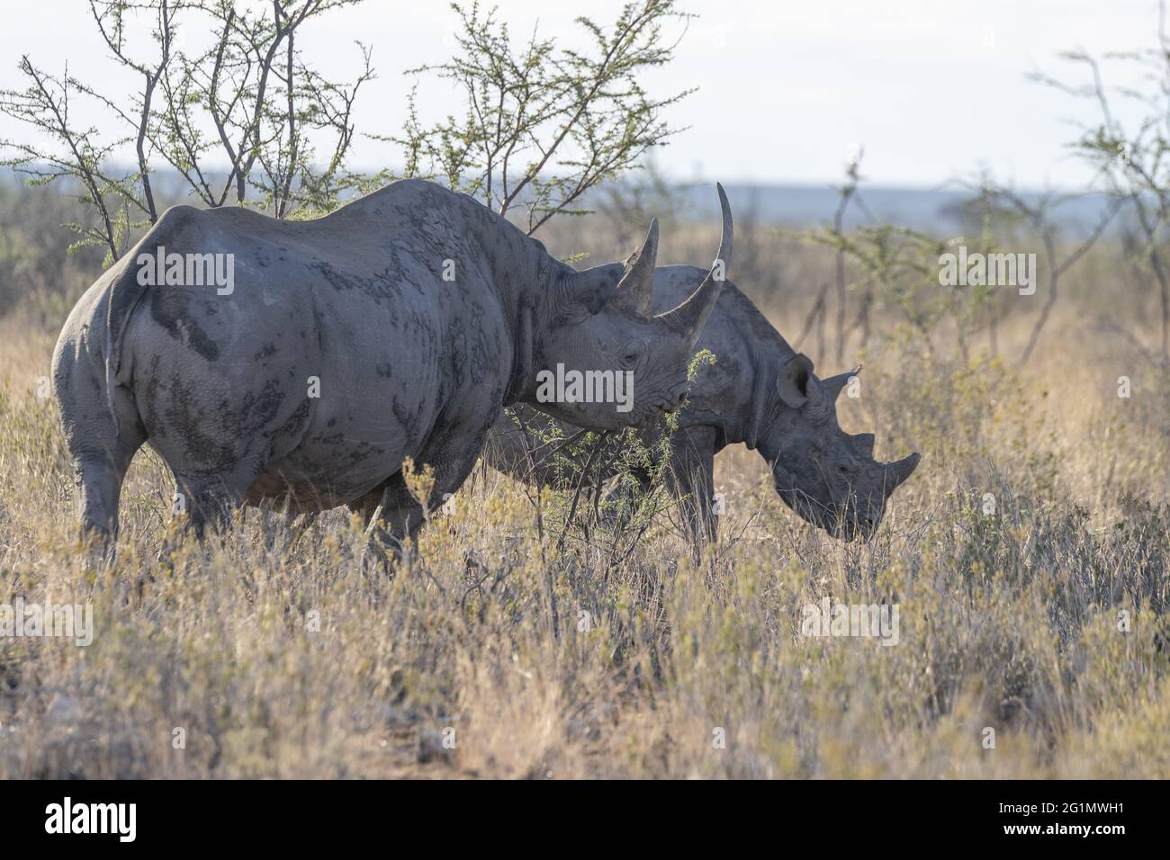 Namibia, Etosha National Park, Schwarzes Nashorn oder Hakennashorn (Diceros bicornis), in der Savanne, Mutter und Kalb Stockfoto