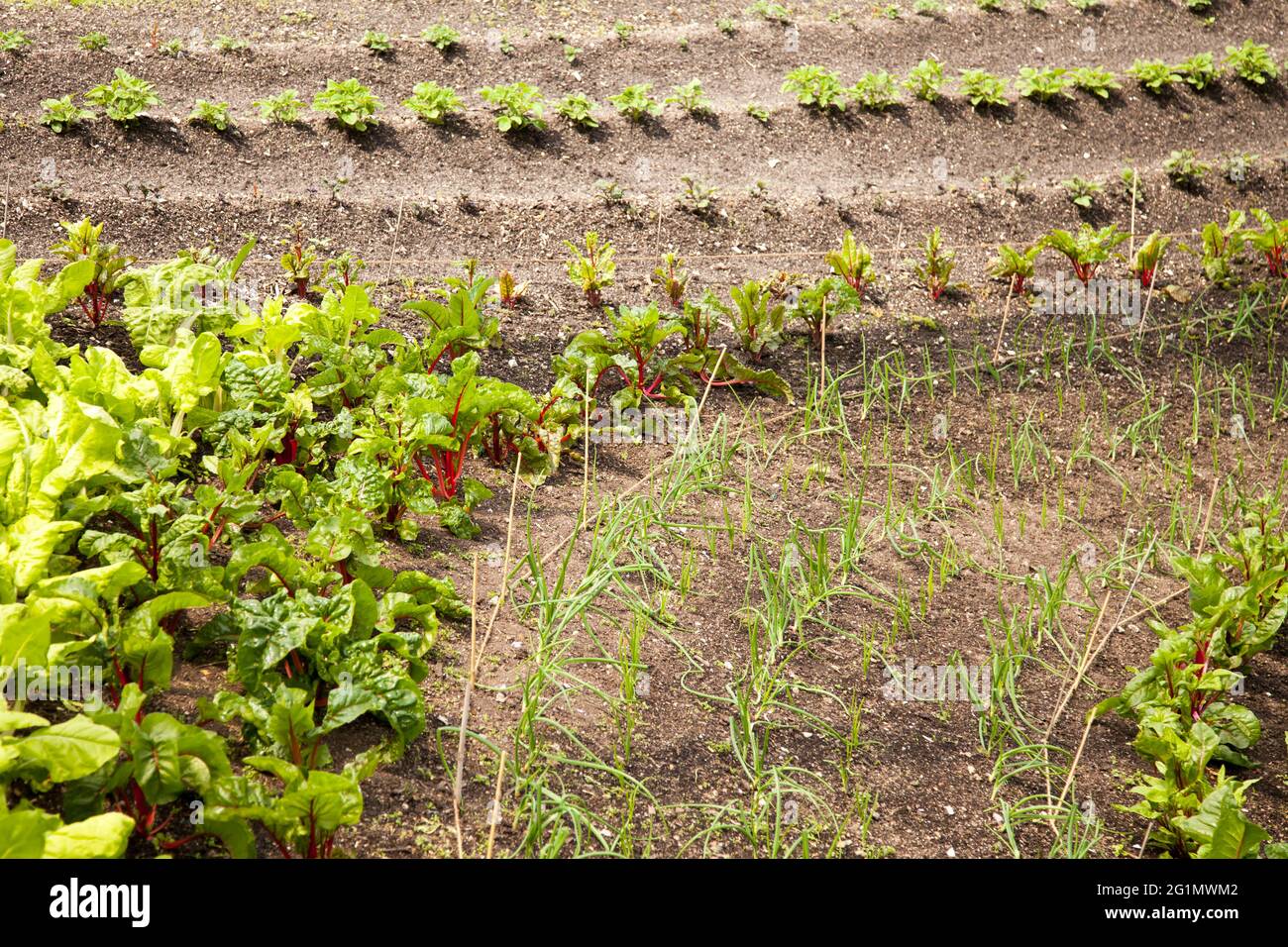 Anbau von Gemüse im Eden Project Botanischer Garten in Bodelva, Cornwall, Großbritannien, Mai 2021 Stockfoto