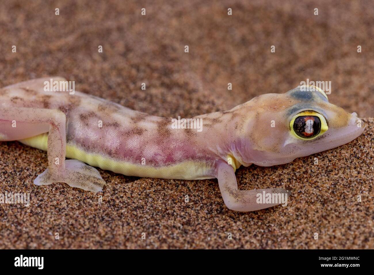 Namibia, Swakopmund, Dorob National Park, Web-footed Gecko oder Namib Web-footed Gecko (Palmatogecko rangei) Stockfoto