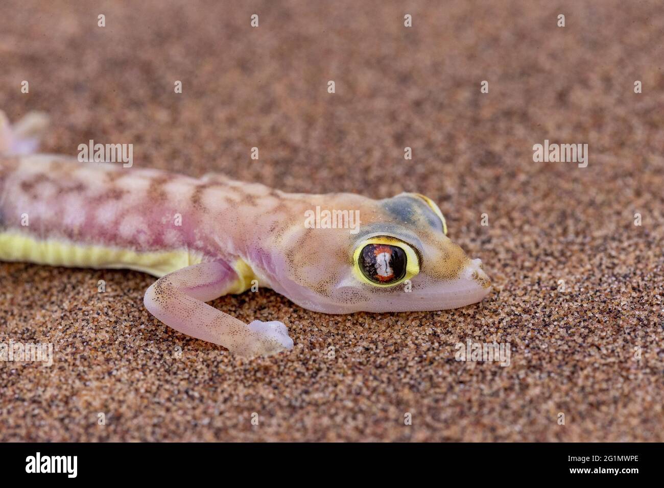 Namibia, Swakopmund, Dorob National Park, Web-footed Gecko oder Namib Web-footed Gecko (Palmatogecko rangei) Stockfoto