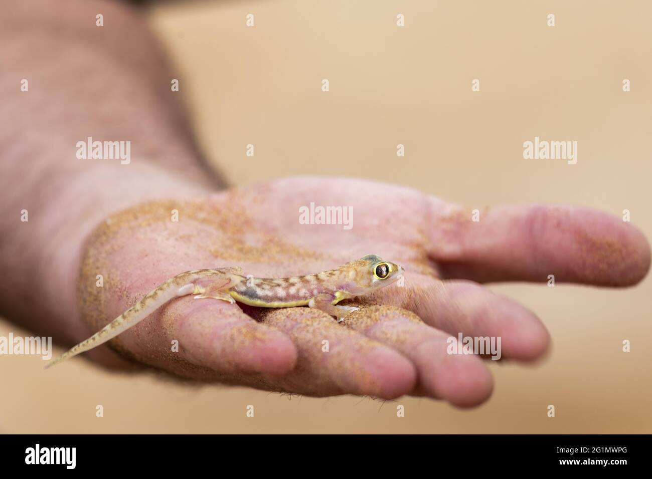 Namibia, Swakopmund, Dorob National Park, Web-footed Gecko oder Namib Web-footed Gecko (Palmatogecko rangei), in der Hand Stockfoto