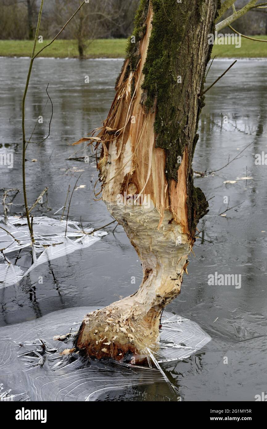 Frankreich, Doubs, Castor d'Europe (Castor-Faser), nagter Baum, Weide, Winter, Eis Stockfoto