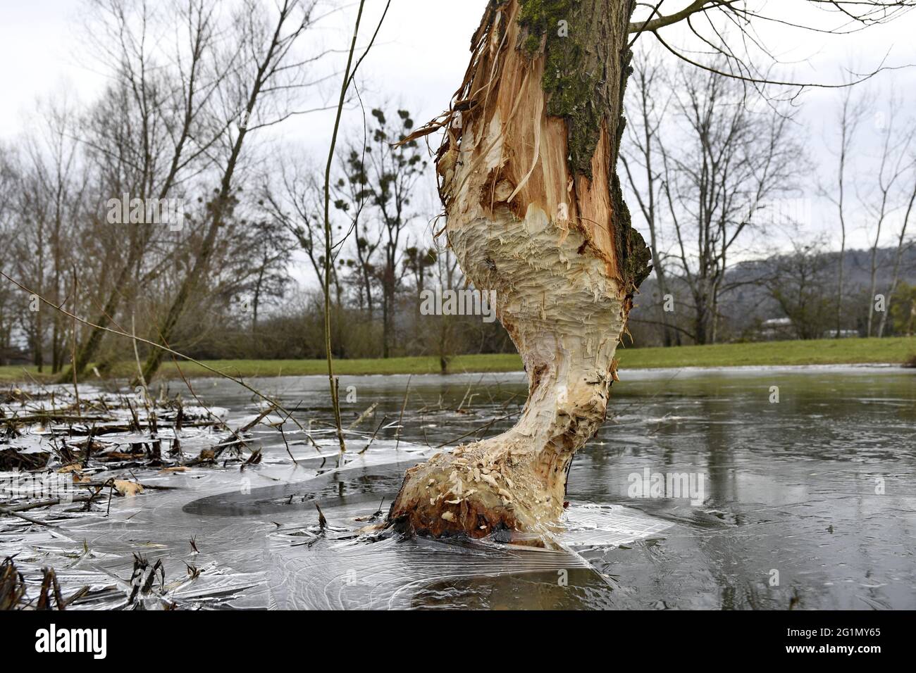 Frankreich, Doubs, Castor d'Europe (Castor-Faser), nagter Baum, Weide, Winter, Eis Stockfoto